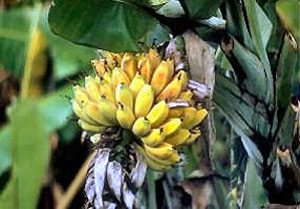 Banan-2.jpg