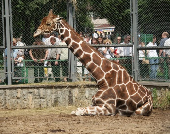 Фото к статье Зоопарк 1.jpg
