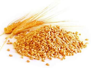 Пшеница2.jpg
