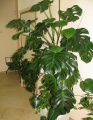 Monstera.jpg