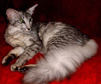 Фото к статье Ориентальная длинношерстная кошка 1.jpg