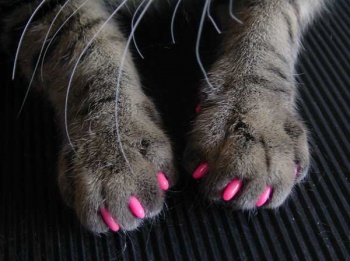 Фото к статье Накладки на когти для кошек 4.jpg